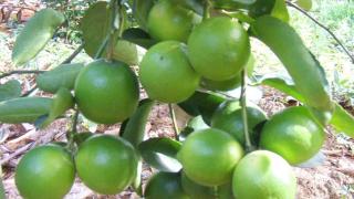 Kỹ thuật trồng cây chanh giấy cho quả sai trĩu cành quanh năm