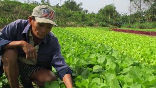 Trồng Rau Màu Chuyên Canh Làm Giàu