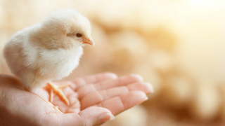 Cách chọn gà để giống tốt