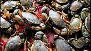 Nuôi cua xanh thương phẩm theo hình thức chuyên canh