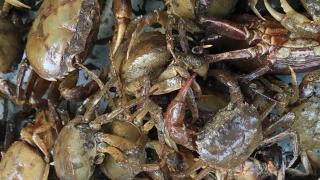 Kỹ thuật nuôi cua đồng cho năng suất cao trong ruộng lúa