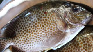 Nuôi cá nâu trong ao đất sử dụng rong bún làm thức ăn