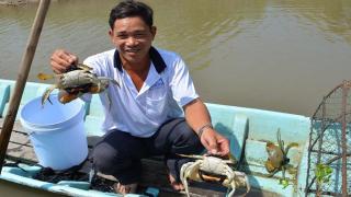 Mô Hình Nuôi Cua Biển thành công ở Nghệ An – Kỹ thuật nuôi cua xanh