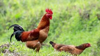 Nuôi gà Chạy Bộ thu hàng trăm triệu đồng/năm