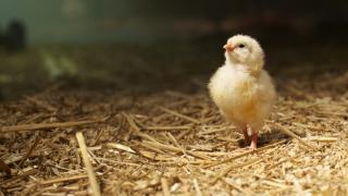 Cách Lựa Chọn Con Giống Đạt Tiêu Chuẩn