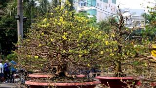 Cách chăm sóc cây mai trong chậu