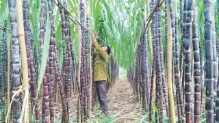 Hướng dẫn trồng mía đường tím năng Suất Cao