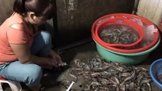 Nhận biết và xử lý tôm tạp chất