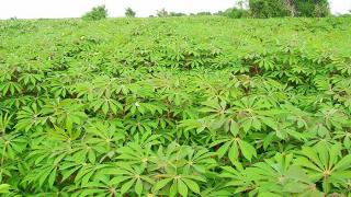 Kỹ Thuật Trồng Khoai Mì Năng Suất Cao