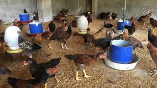 Cách xử lý mùi hôi khi nuôi gia súc gia cầm Hiệu Quả Cao