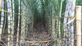 Kỹ thuật trồng Mía Đường Năng Suất Cao