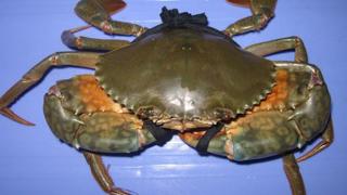 Nuôi cua biển thương phẩm ở Cà mau – kỹ thuật nuôi cua biển