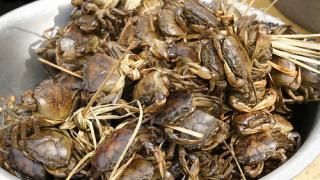 Nuôi tắc kè, dông, cua dồng, tép rong, các chạch làm giàu