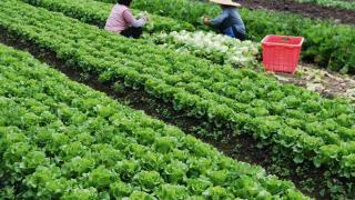 Quy trình kỹ thuật trồng các loại rau màu