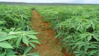 Cách chặt hom khoai mì (Sắn) đúng cách