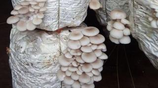 Mô hình Trồng Nấm Sò băng phương pháp hấp khử trùng