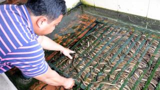 Mô hình nuôi lươn không bùn ở Vũng Tàu