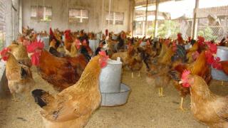 Cách chọn gà con đẹp, khỏe và 10 lưu ý khi vận chuyển gà.