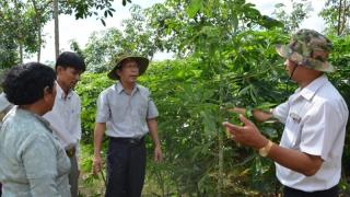 Xịt thuốc diệt mầm cho khoai mì sau khi trồng