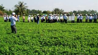 Mô Hình Trồng đậu phộng xen mì