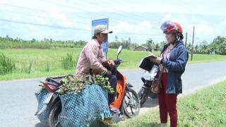 Vĩnh Long cũng có chuyện thương lái ồ ạt mua cau non
