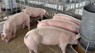 Cách chọn giống heo thịt để nuôi