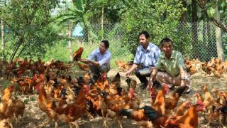 Mô hình chăn nuôi gà thả đồi ở Bắc Kạn