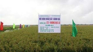 Một số giống lúa kháng bạc lá tốt