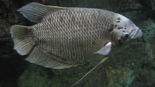 Kỹ thuật nuôi cá tai tượng thương phẩm nhanh lớn mà dễ bán