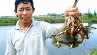 Kỹ Thuật Nuôi Cua Xanh Thương Phẩm Bằng Thức Ăn Công Nghiệp