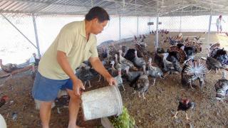 Nuôi gà tây – Cách chăn nuôi gà Tây ( Gà Lôi )