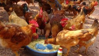 Cho gà hậu bị ăn hạn chế