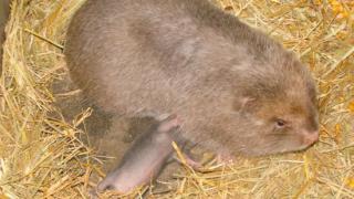 Nuôi dúi làm giàu