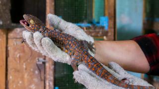 Nuôi tắc kè thương phẩm