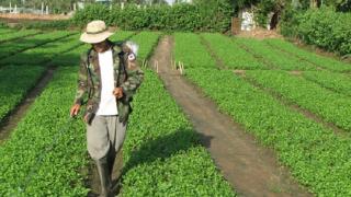 Cách sử dụng phân bón lá trên cây trồng 1 cách hiệu quả