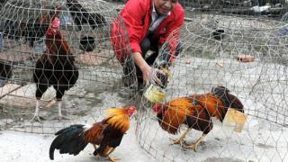 Nuôi gà đá kiếm tiền tỷ ở miền Tây – Cách Nuôi Gà Đá