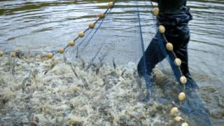 Quy trình nuôi tôm nước lợ an toàn trong vùng dịch bệnh