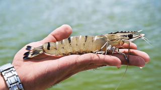 Cách chọn và thả tôm sú giống vào vuông tôm