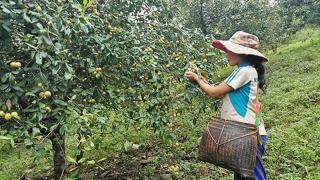 Sơn tra - cây làm giàu của người dân miền núi