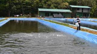 Lâm Đồng: Cá nước lạnh trở thành sản phẩm đặc thù