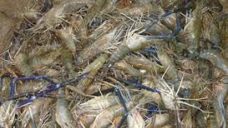 Nuôi tôm thẻ chân trắng xen với tôm càng xanh ở Bến Tre