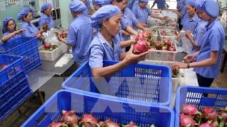 Lô hàng thanh long tươi đầu tiên của Việt Nam ra sạp tại Australia