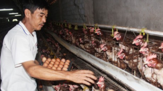 Tấm gương Tay trắng nuôi gà thu nhập tiền Tỉ mỗi năm