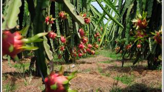 Trồng thanh long ruột đỏ thành tỷ phú ở Đồng Tháp Mười