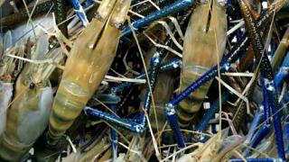 Nuôi tôm càng xanh toàn đực trên vùng chuyển đổi