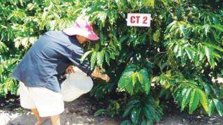 Bón phân hợp lý cho cây Cà Phê