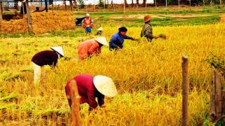 Thái Lan hỗ trợ nông dân 2,6 tỷ USD để bình ổn giá gạo