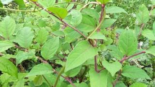 Dược liệu quý giữa đại ngàn: loại "vàng thực vật" vừa ăn được, vừa bán giá cao