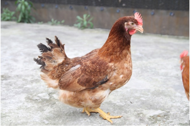 Cách Lựa Chọn Con Giống Đạt Tiêu Chuẩn