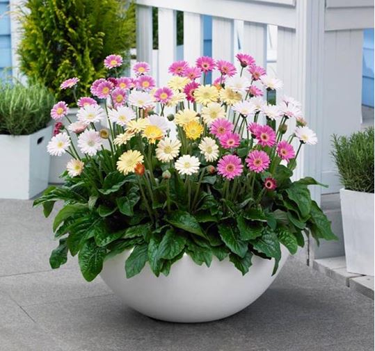 Kỹ thuật trồng hoa cúc đồng tiền